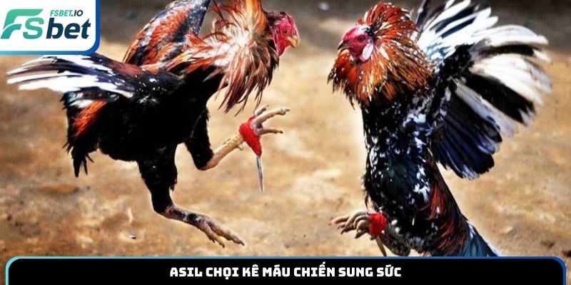 Asil chọi kê máu chiến sung sức