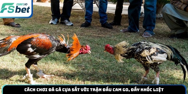Cách chơi đá gà cựa sắt