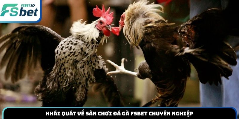 Khái quát về sân chơi đá gà Fsbet chuyên nghiệp