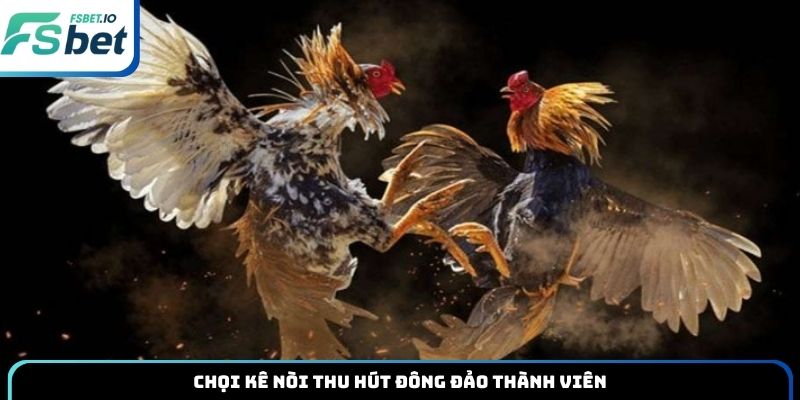 Chọi kê nòi thu hút đông đảo thành viên