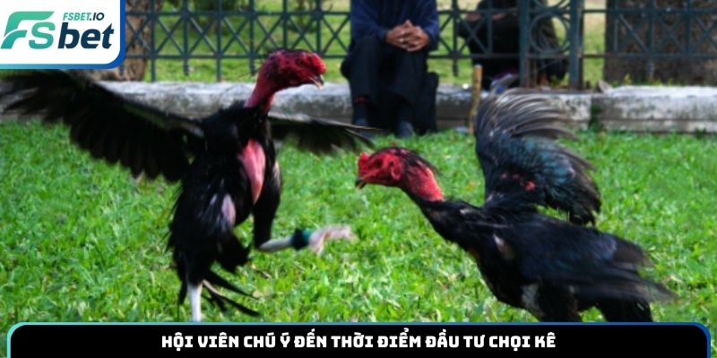 Hội viên chú ý đến thời điểm đầu tư chọi kê