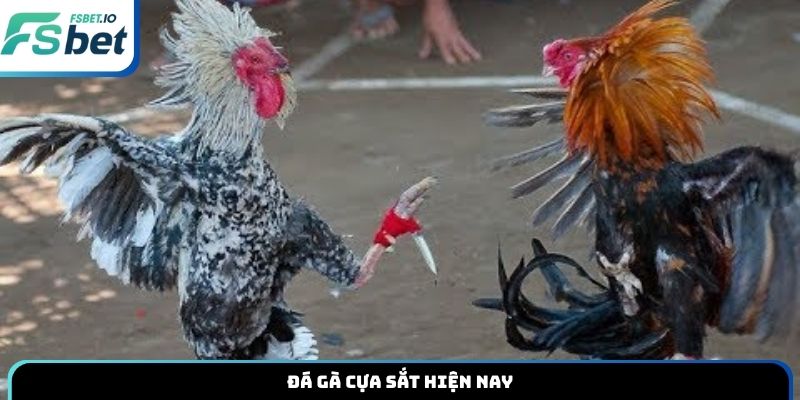 Đá gà cựa sắt hiện nay