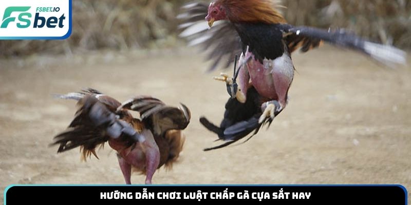 Hướng dẫn chơi luật chấp gà cựa sắt hay