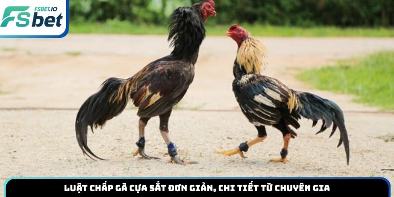 Luật chấp gà cựa sắt