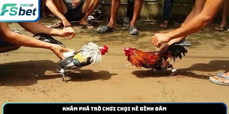 Khám phá trò chơi chọi kê đình đám