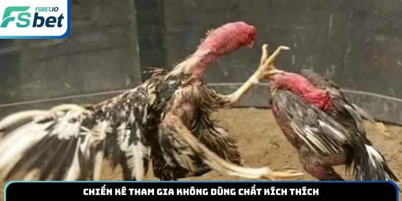 Chiến kê tham gia không dùng chất kích thích