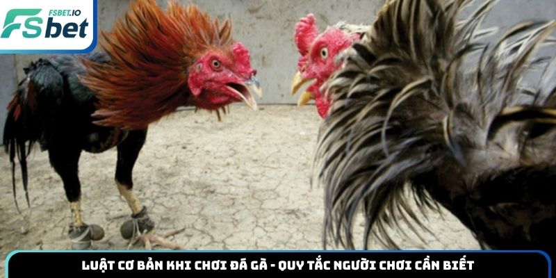Luật cơ bản khi chơi đá gà