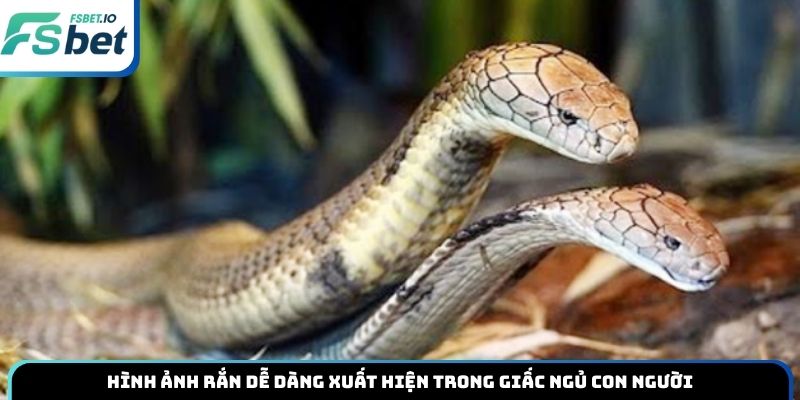 Hình ảnh rắn dễ dàng xuất hiện trong giấc ngủ con người