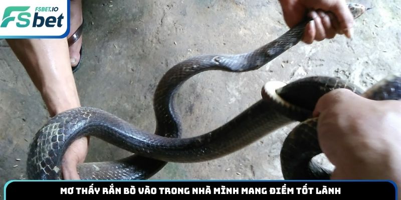Mơ thấy rắn bò vào trong nhà mình mang điềm tốt lành